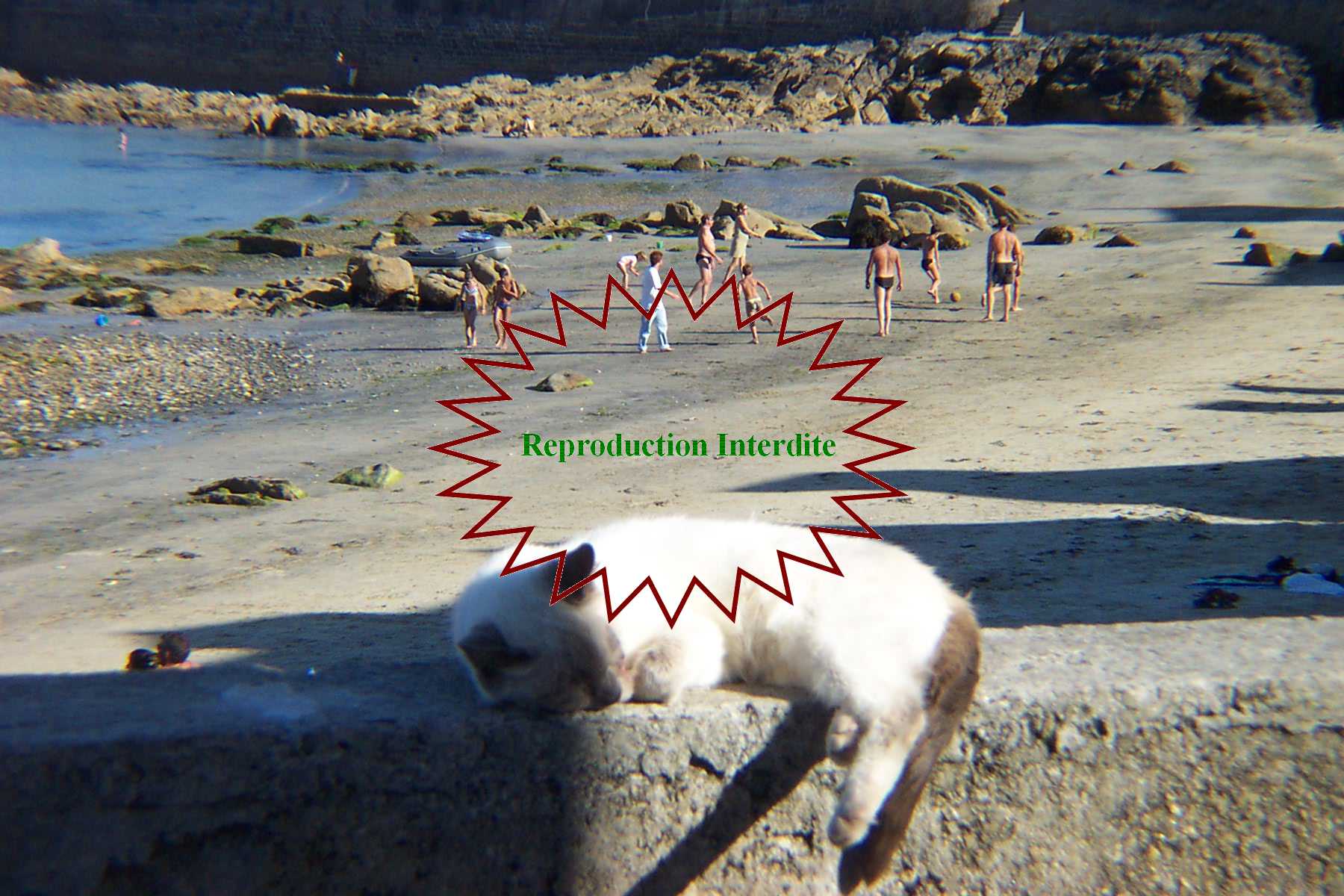 Corynn E.THYMEUR - Reproduction Interdite