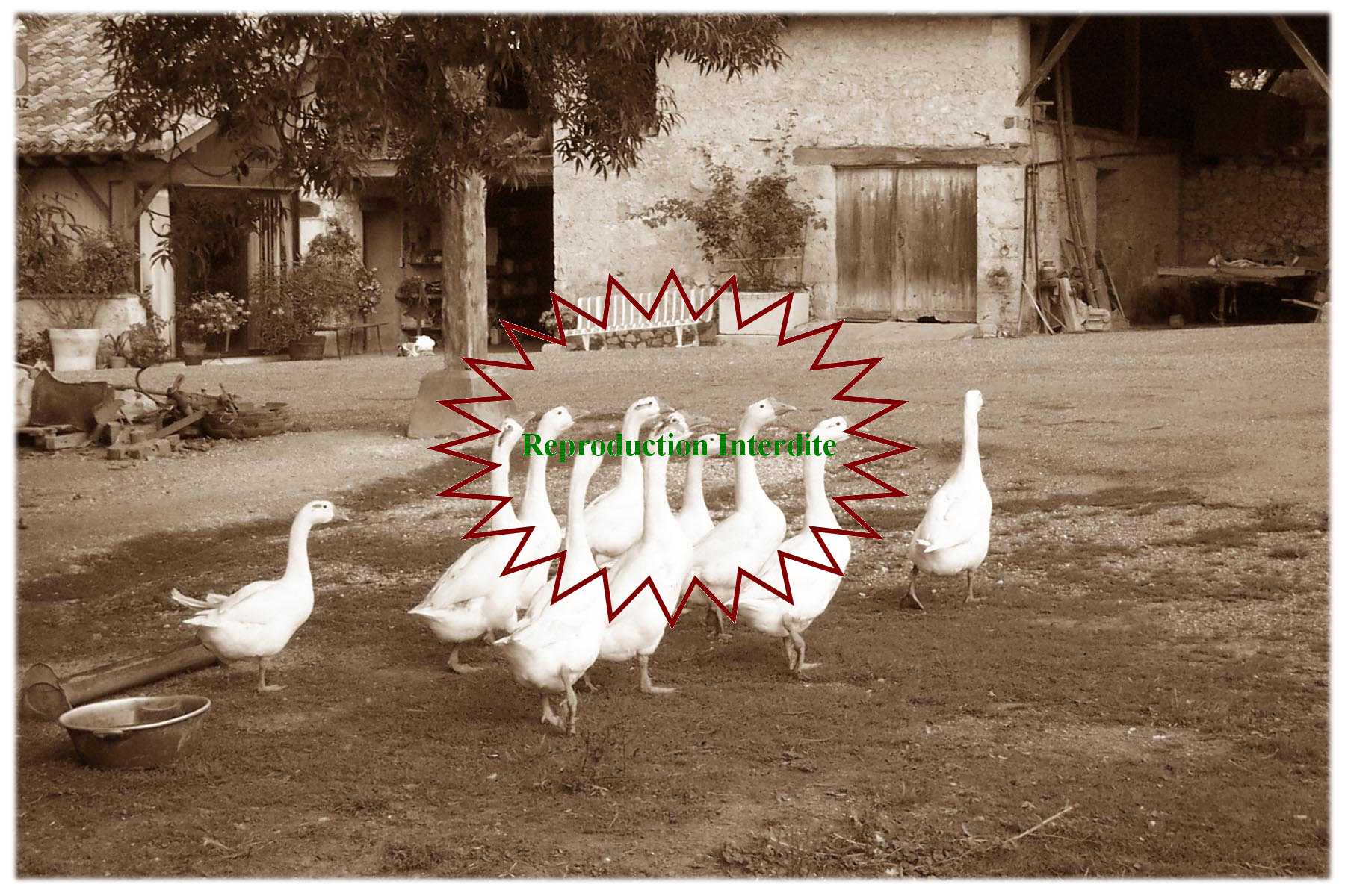 Corynn E.THYMEUR - Reproduction Interdite