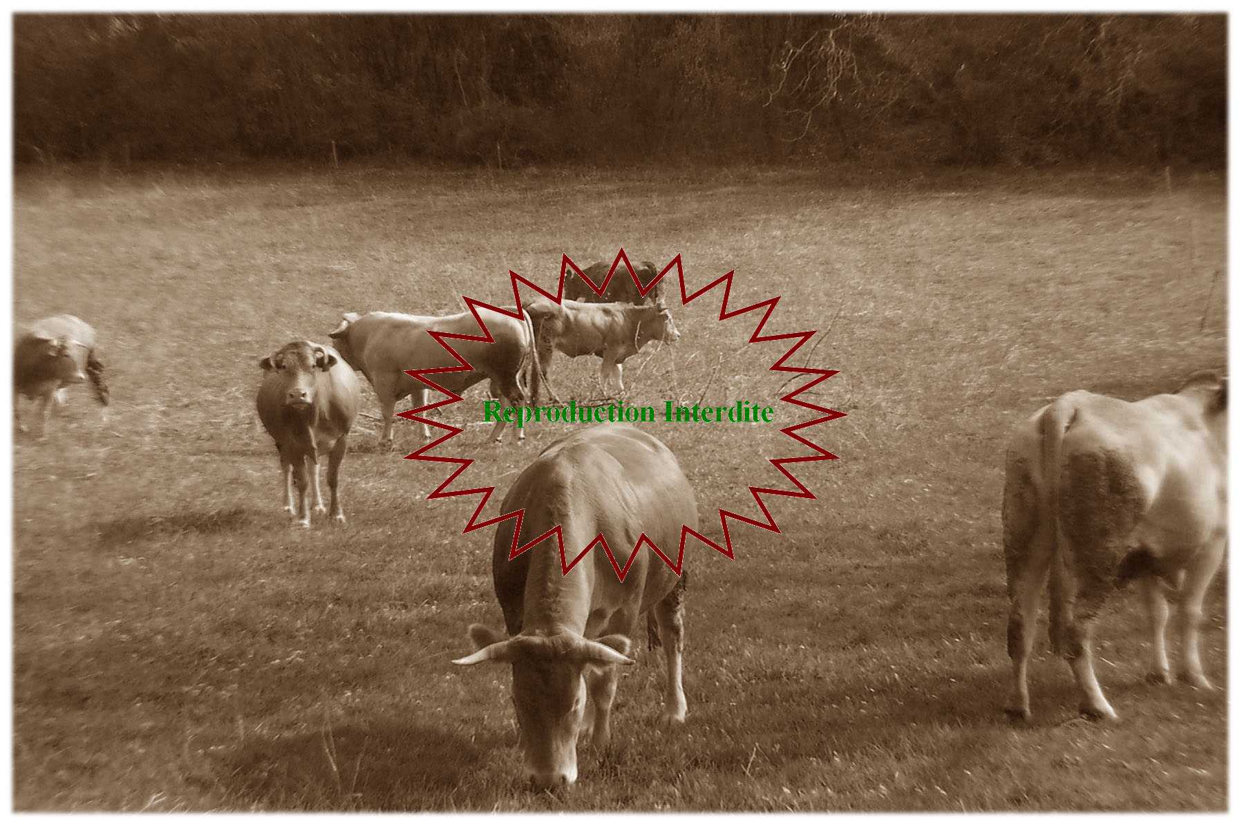 Corynn E.THYMEUR - Reproduction Interdite